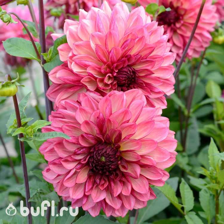 Георгин (Dahlia) Bacardi Георгин (Dahlia) Bacardi