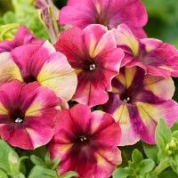 Петуния Multiflora Shake Raspberry (семена 10 шт.)