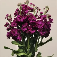 Левкой (Маттиола) Katz Purple (семена 10 шт.)