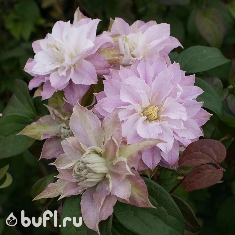 Клематис Dancing Smile