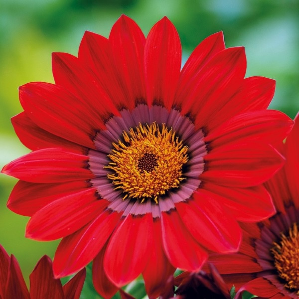 Газания Enorma Red Ring (семена 10 шт.)