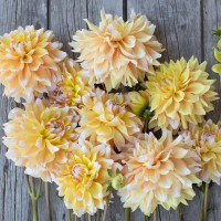 Георгин (Dahlia) Seattle