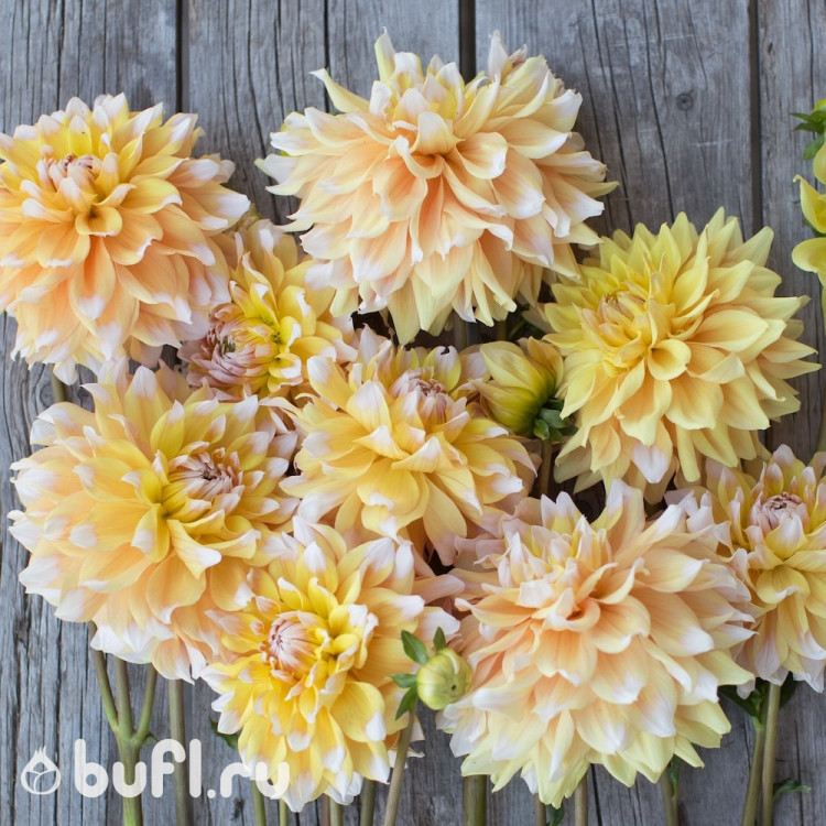 Георгин (Dahlia) Seattle