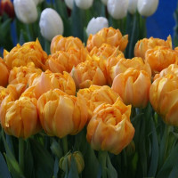 Тюльпан Орка (Orca) 5 луковиц