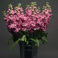 Левкой (Маттиола) Katz Pink (семена 10 шт.)