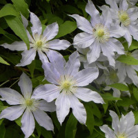 Клематис Etoile Nacre Клематис Etoile Nacre