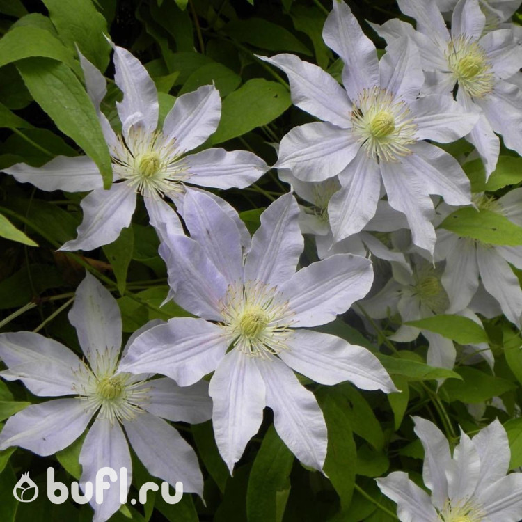 Клематис Etoile Nacre
