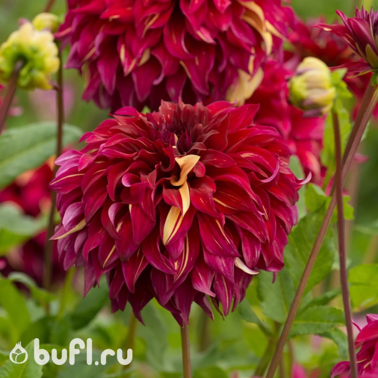 Георгин (Dahlia) Bohemian Spartacus 