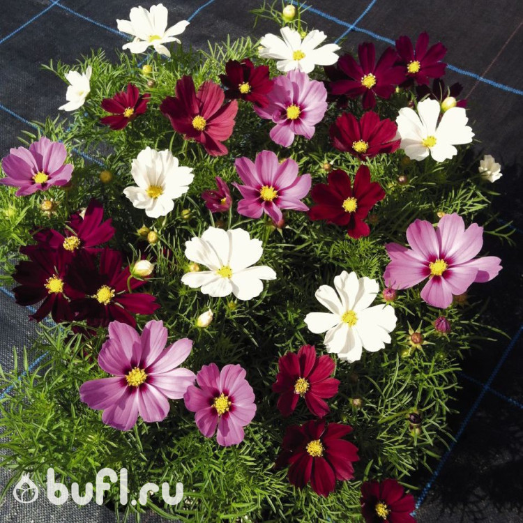 Космея Casanova Mix (семена 10 шт.)