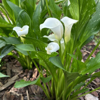 Калла Белая (клубень)