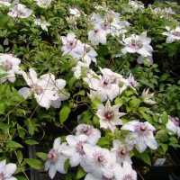 Клематис Fair Rosamond