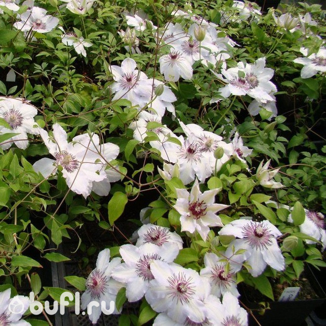 Клематис Fair Rosamond Клематис Fair Rosamond