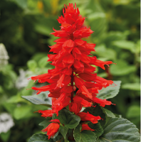 Сальвия Red Alert (семена 10 шт.)