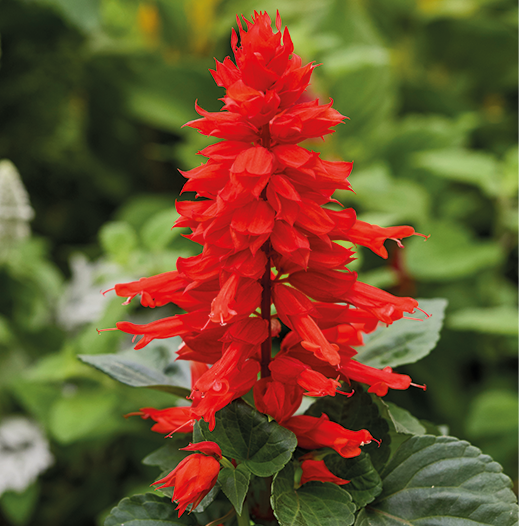 Сальвия Red Alert (семена 10 шт.)