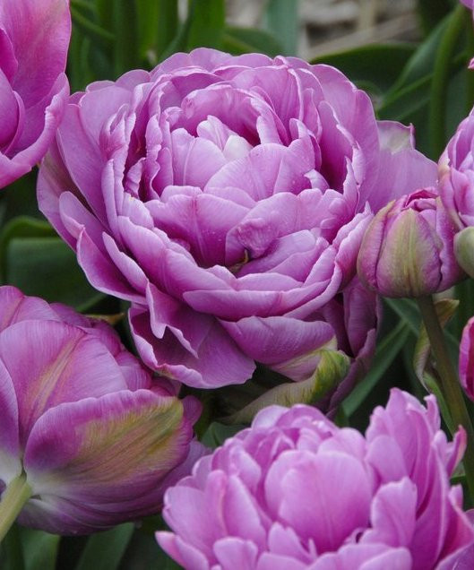 Луковицы тюльпанов Lilac Perfection 10 шт.