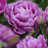 Луковицы тюльпанов Lilac Perfection
