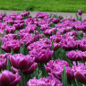 Луковицы тюльпанов Lilac Perfection