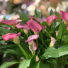 Калла Розовая (клубень)