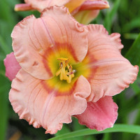 Лилейник Elegant Candy