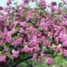 Клематис Purpurea Plena Elegans