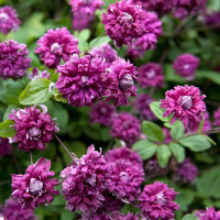 Клематис Purpurea Plena Elegans