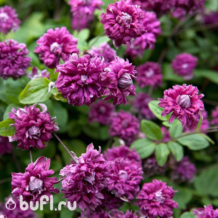 Клематис Purpurea Plena Elegans