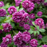 Клематис Purpurea Plena Elegans