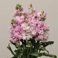 Левкой (Маттиола) Katz Cherry Blossom (семена 10 шт.)