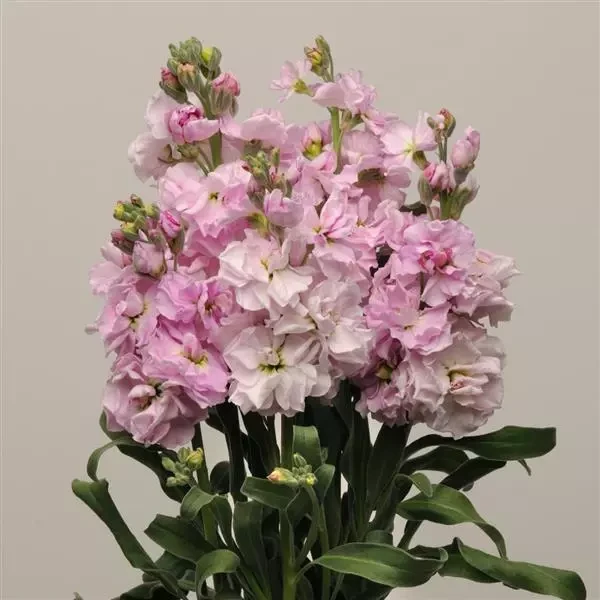 Левкой (Маттиола) Katz Cherry Blossom (семена 10 шт.)