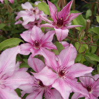 Клематис Isabella