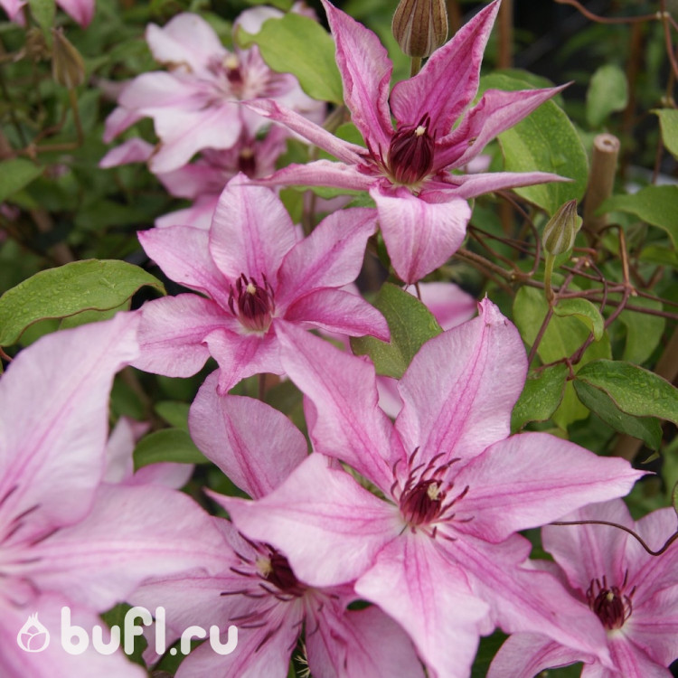 Клематис Isabella