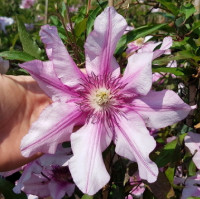 Клематис Isabella (группа  2)