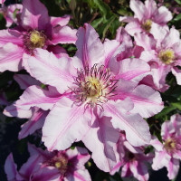 Клематис Isabella (группа  2)