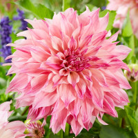 Георгин (Dahlia) Cafe au Lait Royal Георгин (Dahlia) Cafe au Lait Royal