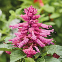 Сальвия Reddy Lavender (семена 10 шт.)