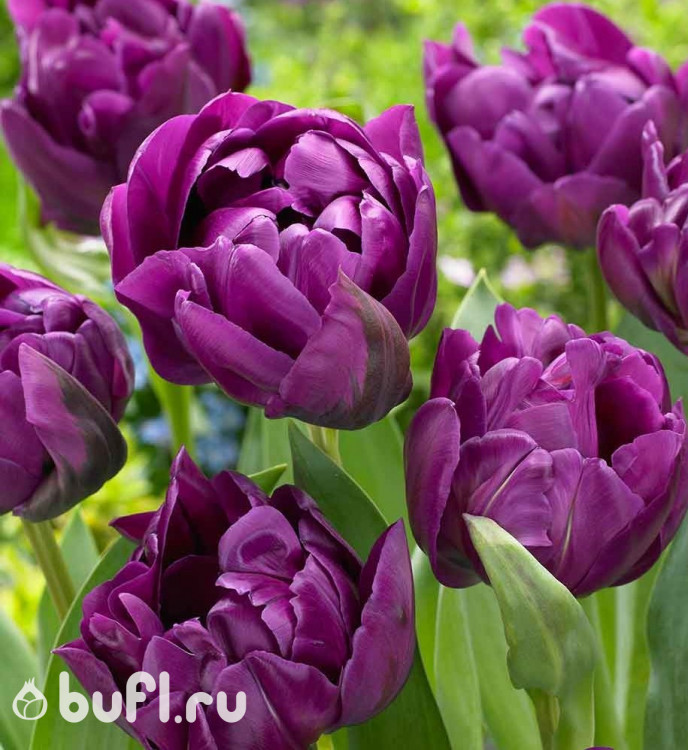 Луковицы тюльпанов Peony Purple 10 шт.