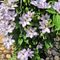 Клематис Ivan Olsson