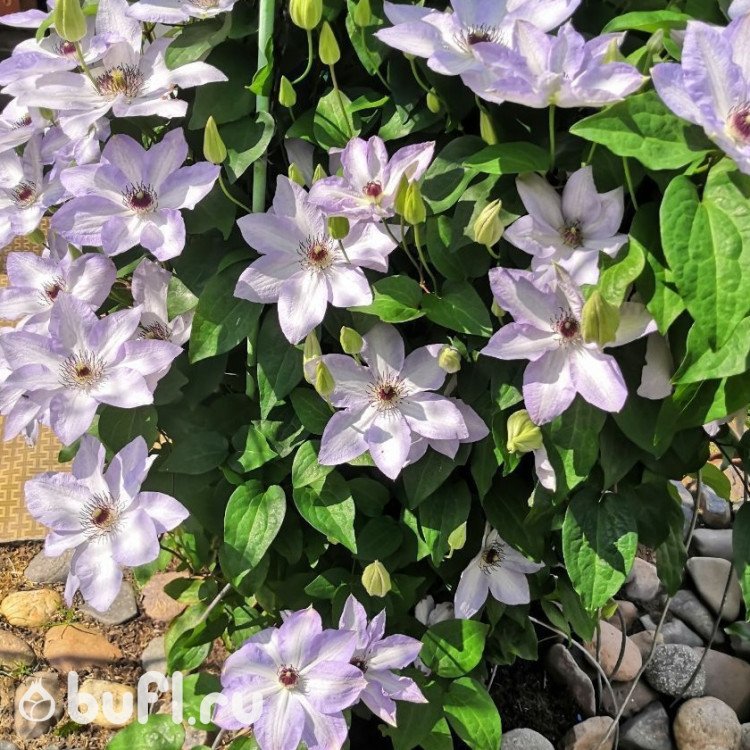 Клематис Ivan Olsson