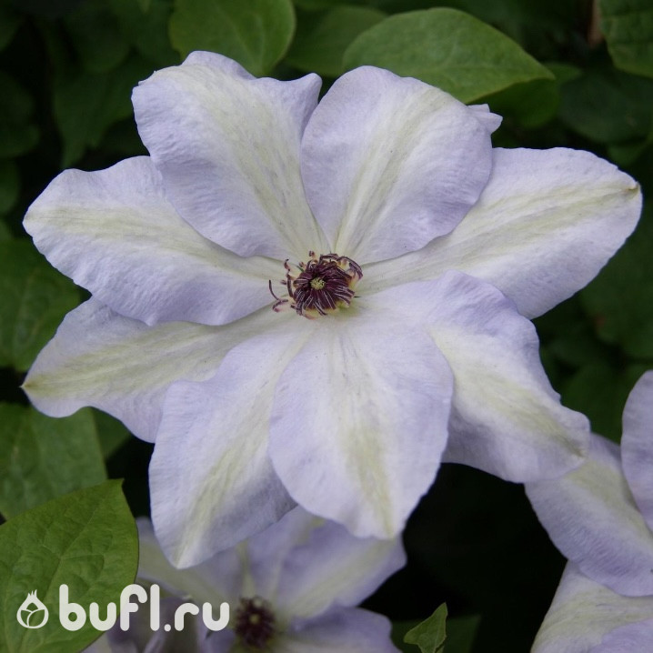 Клематис Ivan Olsson (Иван Олссон) (группа 2) Клематис Ivan Olsson (Иван Олссон) (группа 2)