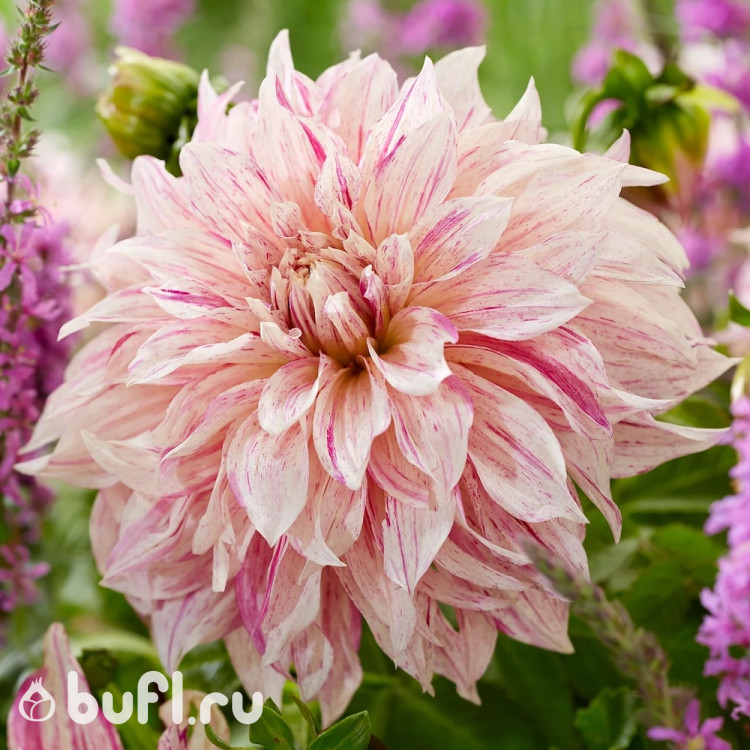 Георгин (Dahlia) Café au Lait Twist 