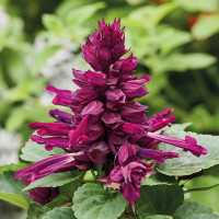 Сальвия Reddy Purple (семена 10 шт.)