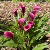 Калла Фиолетовая (клубень)