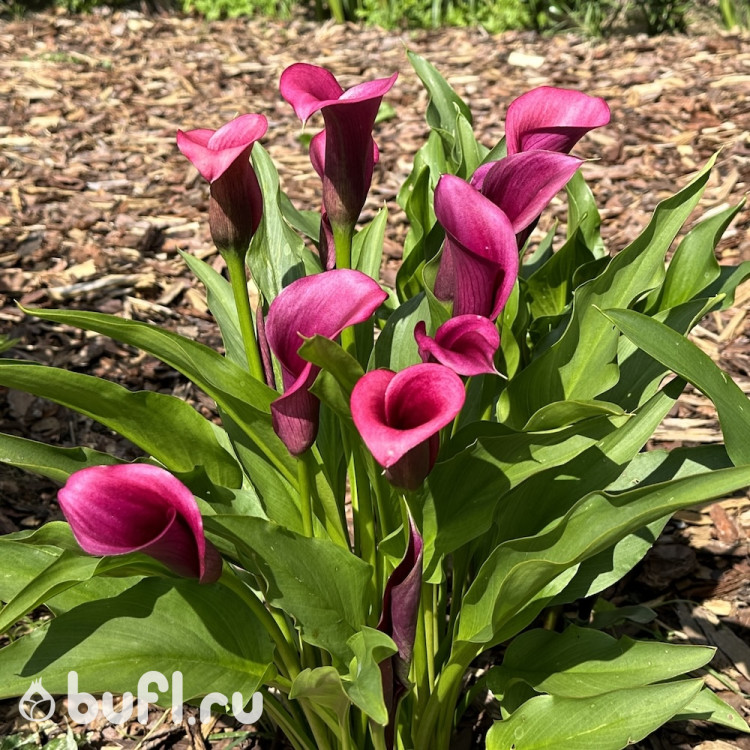 Калла Фиолетовая (клубень)