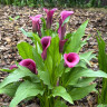 Калла Фиолетовая (клубень)
