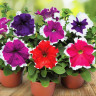 Петуния Grandiflora Picotee Mix (семена 10 шт.)