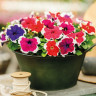 Петуния Grandiflora Picotee Mix (семена 10 шт.)