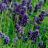 Лаванда Lavance Deep Purple (семена 10 шт.)