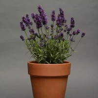 Лаванда Lavance Deep Purple (семена 10 шт.)