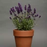 Лаванда Lavance Deep Purple (семена 10 шт.)