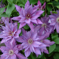 Клематис Kathleen Dunford